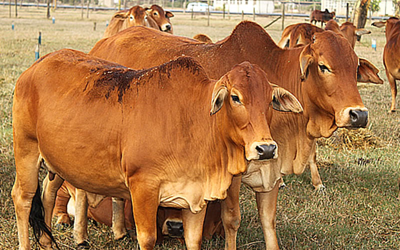 KALRO Dairy Research Institute Naivasha Image